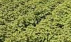 Screenshot_20250427_111850_Google
